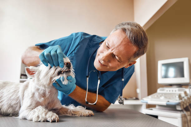 Best Dentist for Tooth Abscess  in Scaggsville, MD